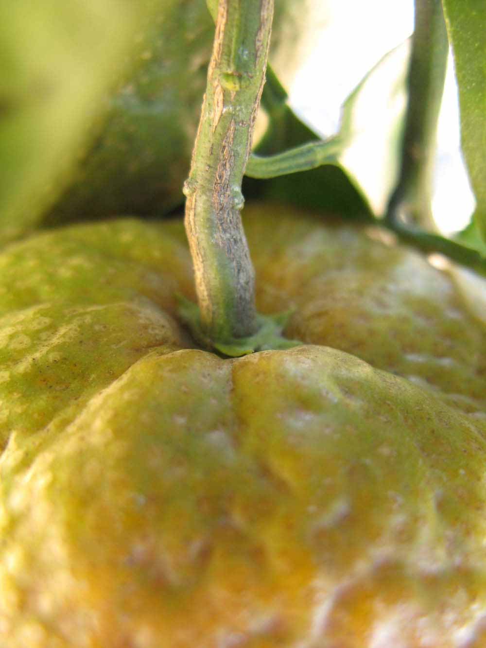              Fruit (Winter Haven, FL)       